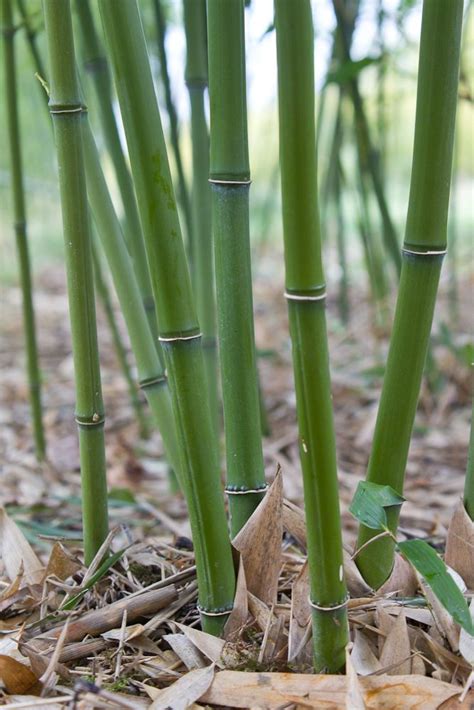 Phyllostachys Bissetii Phyllostachys Bamboo Grass Grasses Types Of