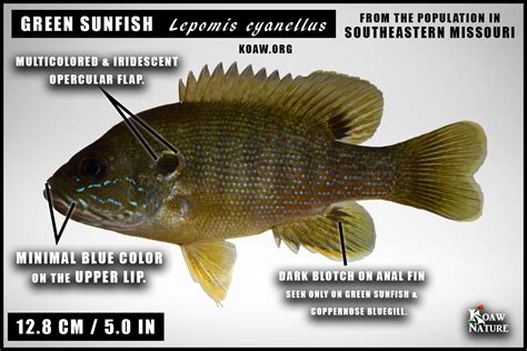 Green Sunfish Lepomis Cyanellus Koaw Nature