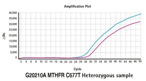 Genvinset MTHFR C677T BDR Blackhills Diagnostics Resources