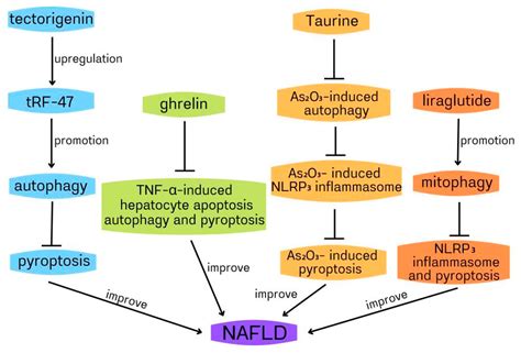 IJMS Free Full Text The Role Of Autophagy And Pyroptosis In Liver