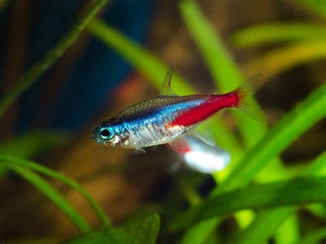 10 Peces Para Un Acuario Pequeño Mis Animales