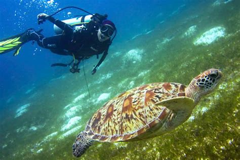 Panglao Diving: Complete Scuba And Travel Guide - Diver Bliss