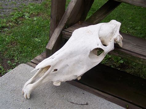 Geriatric Arabian Mare Skull 4 Upward Angle By Themidastouch On Deviantart