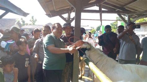 Perdana Kambing Etawa Ikut Kontes Nyancang Bareng Di Blora