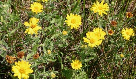 Hairy Golden Aster Prairie Pollination