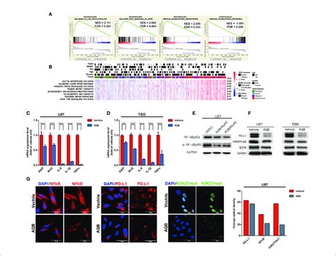 Hotair May Regulate Gene Expression Pattern In An Nf Kb Dependent