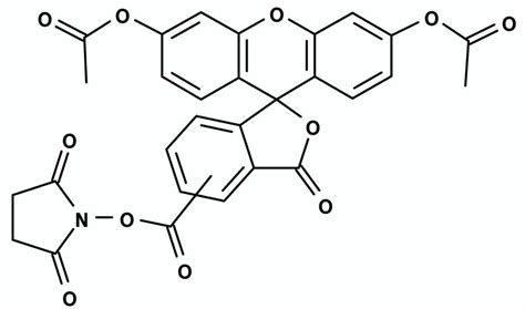 Cfse 5 And 6 Carboxyfluorescein Diacetate Succinimidyl Ester Cidsa