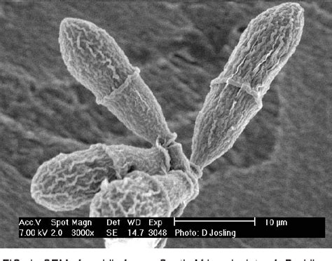 Figure 1 From Survey Of Nematophagous Fungi In South Africa Semantic