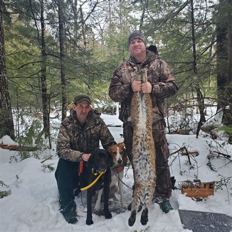 Bobcat Hunting With Hounds Maine Bobcat Hunting Guided Bobcat Hunts