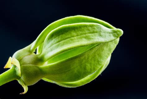 图片素材 开花 厂 叶 花瓣 盛开 餐饮 绿色 生产 蔬菜 昆虫 关 植物群 特写 芽 宏观摄影 植物茎