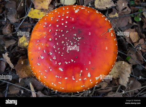 The Red And White Poisonous Toadstool Or Mushroom Called Amanita