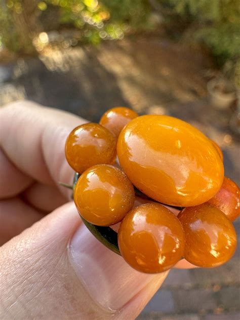 Rare Vintage Brass Butterscotch Egg Yolk Baltic Amber Gem