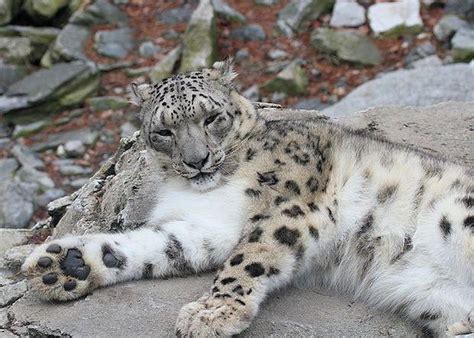 Felino Mais Raro Do Mundo - Conheça os 9 felinos mais raros do mundo | Comportamento | Vida de Bicho