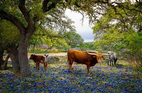 Longhorn Heaven Photograph By Linda Unger Fine Art America