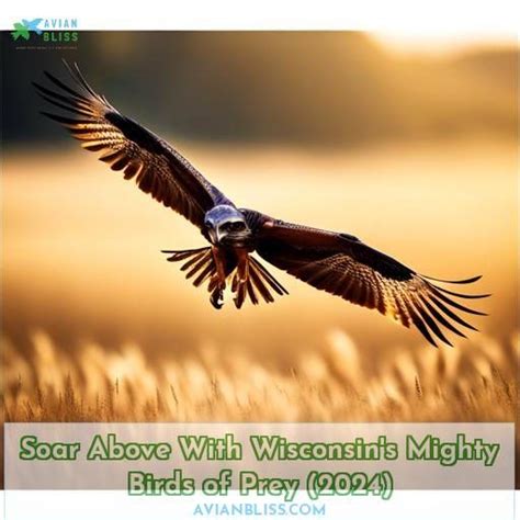 Soar Above With Wisconsin's Mighty Birds of Prey (2024)