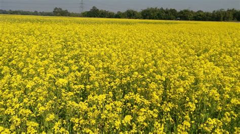 Mustard Cultivation Gets Boost In Udalguri Assam Times