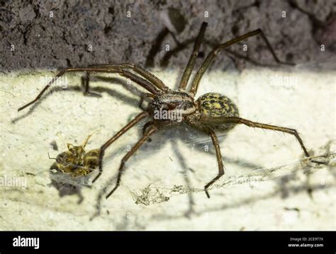 Giant House Spider Stock Photo - Alamy