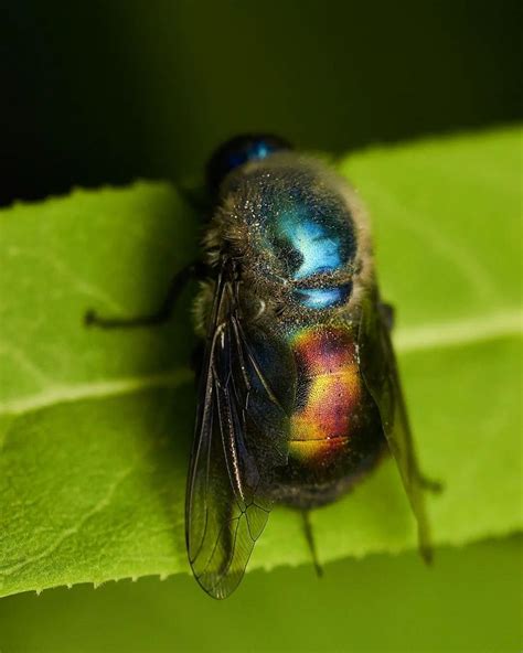 A Fly Sitting On Top Of A Green Leaf Covered In Blue And Red Colors