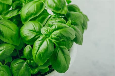 Premium Photo | Basil leaves basil plant with green leaves