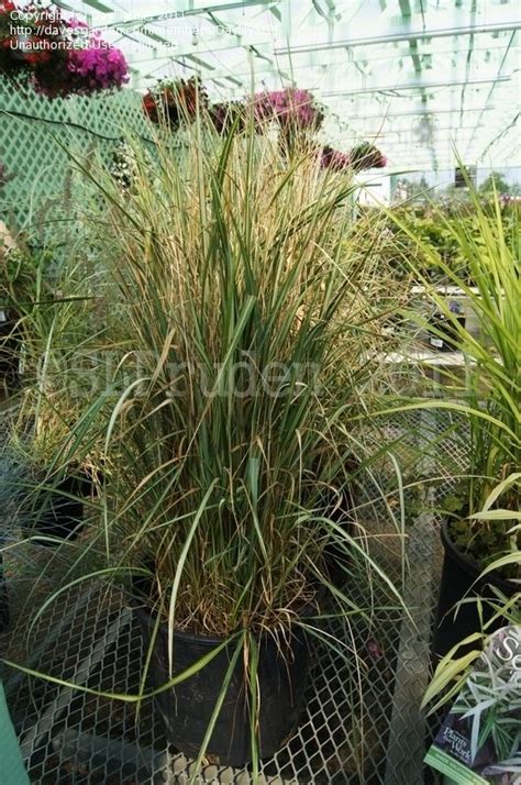 Plantfiles Pictures Calamagrostis Feather Reed Grass Avalanche Calamagrostis Acutiflora By