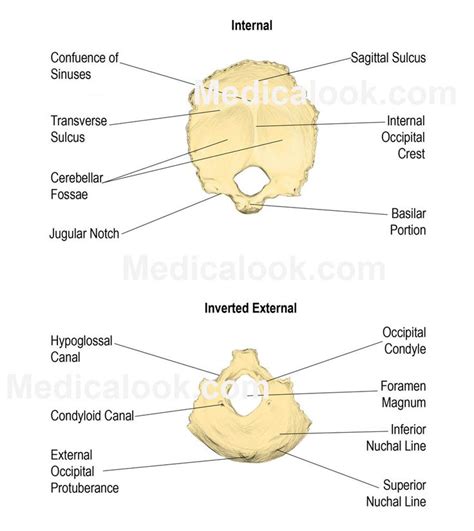 Occipital Bone Human Anatomy Organs Anatomy Organs Anatomy And