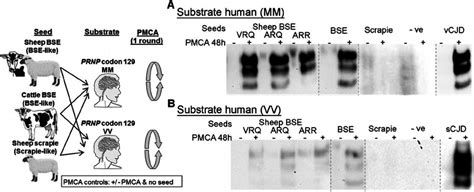 Western Blot Analysis Of Human Brain Tissue Seeded With Experimental