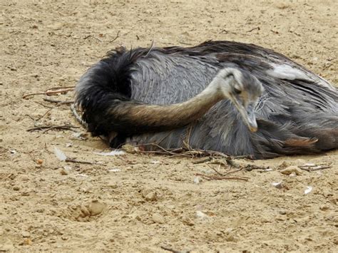 Rhea Eggs | SIMILAR BUT DIFFERENT IN THE ANIMAL KINGDOM