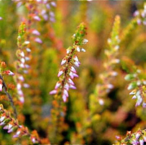 Calluna Vulgaris Prostrate Orange Heather Care Plant Varieties