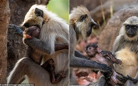 Tender moment a mother monkey hands her new born baby straight into the arms of its doting ...