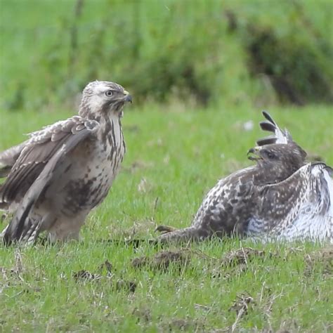 Buizerds Hebben Ruzie Zelf Geschoten Vroege Vogels Bnnvara