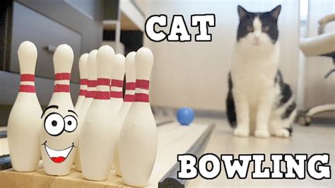 Cat In Bowling As A Professional Youtube