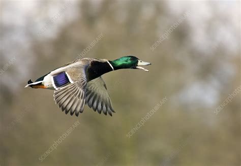 Mallard duck in flight - Stock Image - Z828/0269 - Science Photo Library