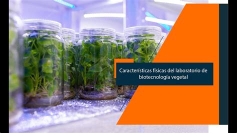 Características físicas del laboratorio de biotecnología vegetal YouTube