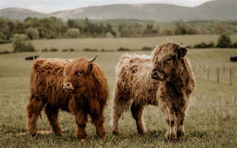 Miniature Cows A Definitive Guide On How To Raise Mini Cows