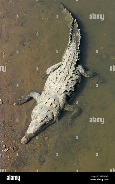 Large Crocodile In The Mud And Water In Costa Rica Stock Photo Alamy