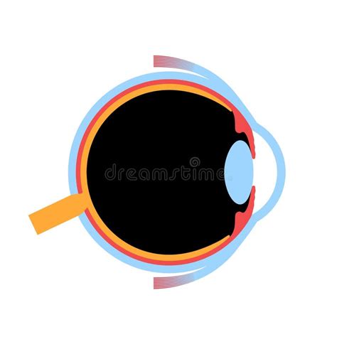 Eye Anatomy Poster Stock Illustration Illustration Of Diagram