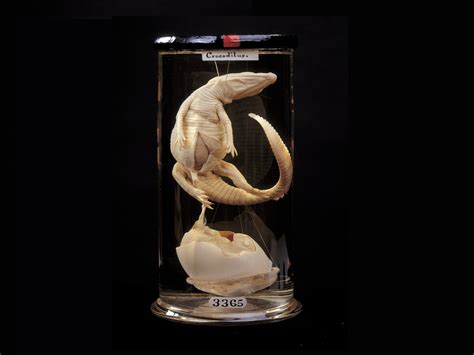 London's Hunterian Museum reopens after six years | blooloop