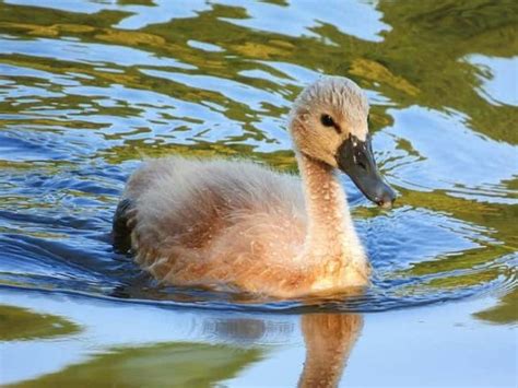 What Is A Baby Swan Called? | Amazing Facts With Pictures - UrduFOX