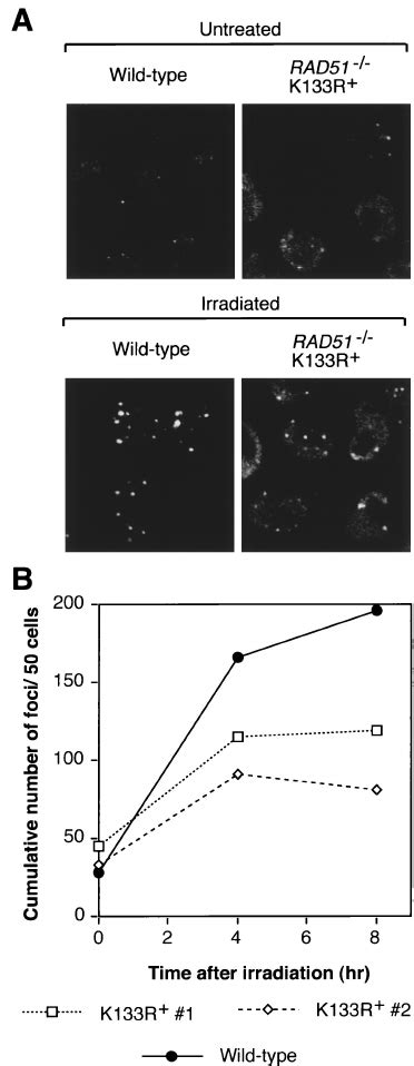 Formation Of Rad51 Foci By Rad51K 133R Mutant Proteins A