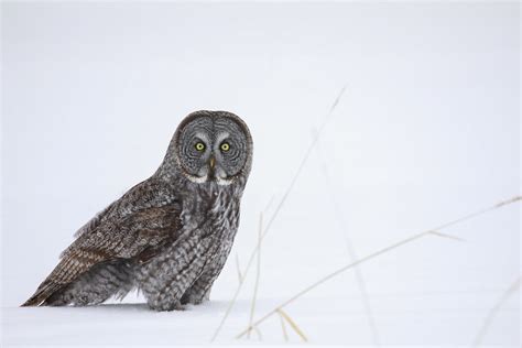 Chouette Lapone Great Grey Owl Archive Marie Roy Flickr