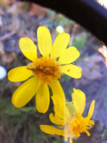 Tall Western Groundsel Plants Of Roxborough State Park Inaturalist