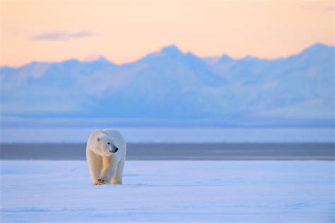 Polar bear photo tour | Alaska polar bear photography workshop ANWR