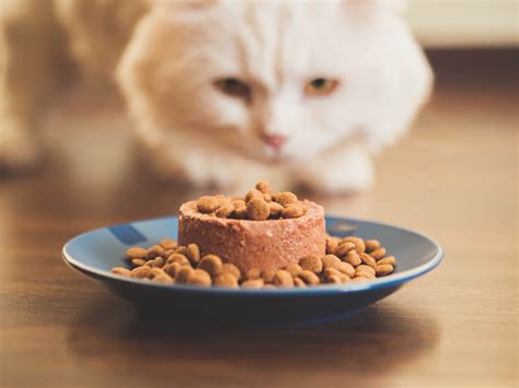 Feeding Your Feline 6 Must Have And To Avoid Ingredients To Look Out For