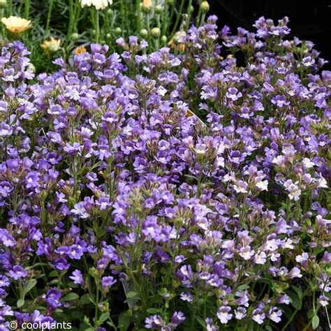 Zeer Dankbare Zomerbloeier Groeit En Bloeit In De Kleinste Gaten En