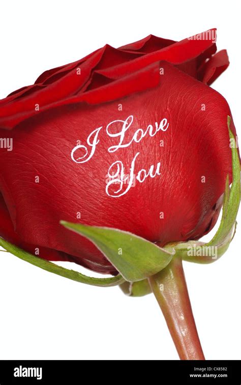 Romantic Red Rose That Says I Love You Written On It Stock Photo Alamy