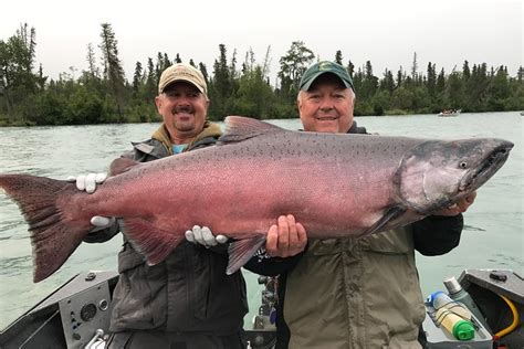 Salmon Fishing Trips On The Kenai River And Kasilof River Alaska