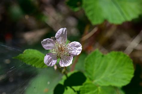 Rubus Leucodermis Whitebark Raspberry Southwest Desert Flora