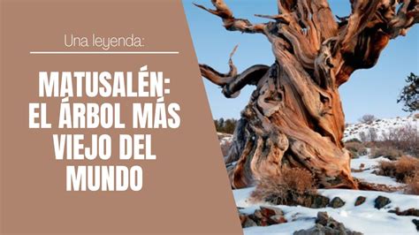 Matusalén el árbol más viejo del mundo YouTube