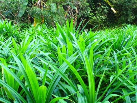 Berbagai Khasiat Dari Daun Pandan Wangi Alam Pedia