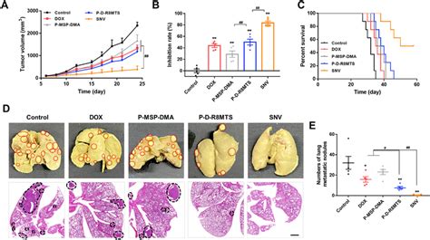 In Vivo Antitumor Efficacy In 4t1 Tumors A Tumor Growth And B